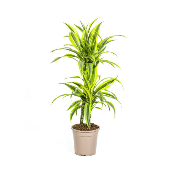 thumbnail_6000-330.png Dracaena Deremensis Lemon Lime