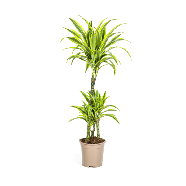 thumbnail_6000-334.png Dracaena Deremensis Lemon Lime