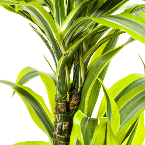 thumbnail_6000-338.png Dracaena Deremensis Lemon Lime