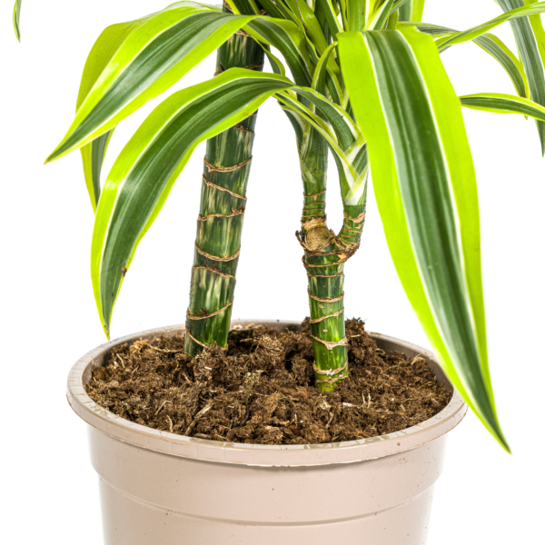 thumbnail_6000-340.png Dracaena Deremensis Lemon Lime