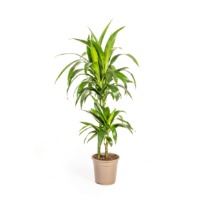 thumbnail_6000-347.png Dracaena Deremensis Lisa