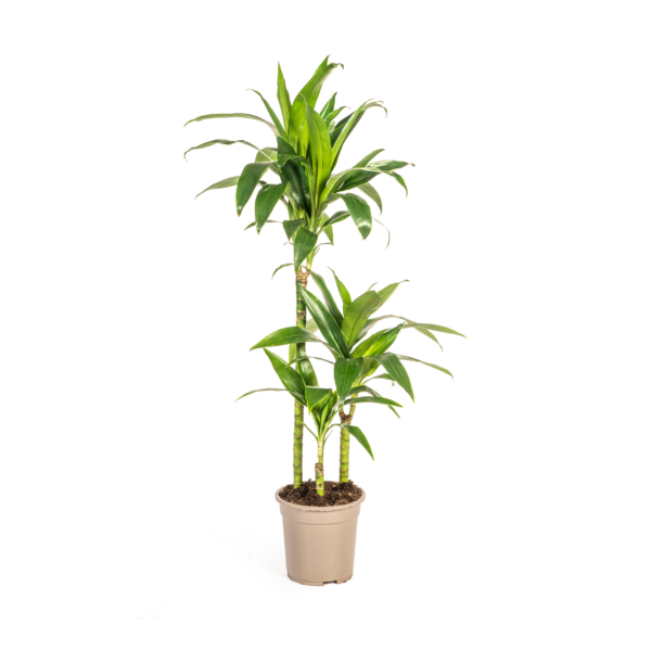 Dracaena Deremensis Lisa