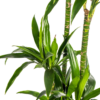 Dracaena Deremensis Lisa