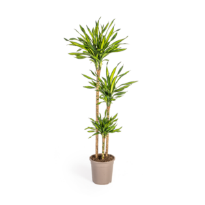 thumbnail_6000-372.png Dracaena Deremensis Rikki