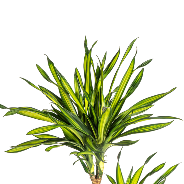 thumbnail_6000-373.png Dracaena Deremensis Rikki