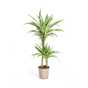 Dracaena Deremensis White Stripe