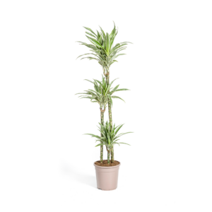 Dracaena Deremensis White Stripe