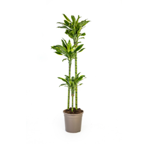 Dracaena Fragrans Golden Coast