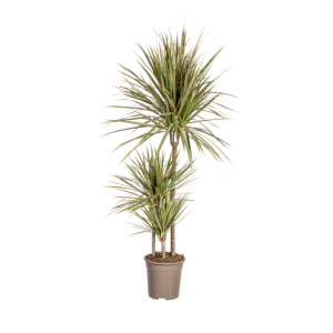 thumbnail_6000-404.png Dracaena Marginata Bicolor