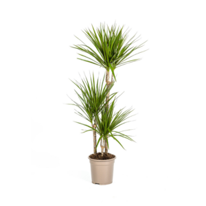 thumbnail_6000-414.png Dracaena Marginata Green