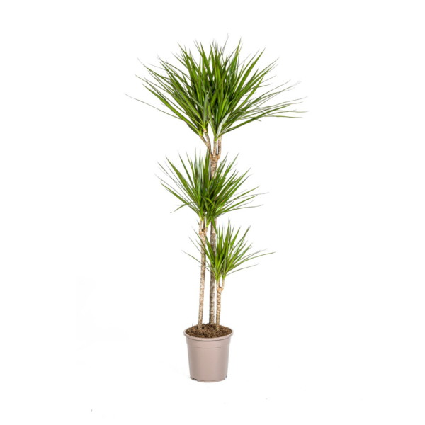 thumbnail_6000-417.png Dracaena Marginata Green