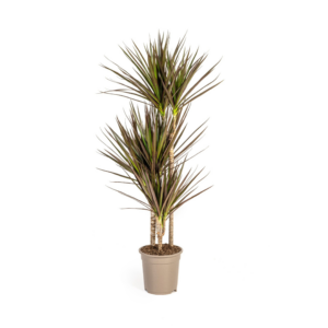 thumbnail_6000-420.png Dracaena Marginata Magenta
