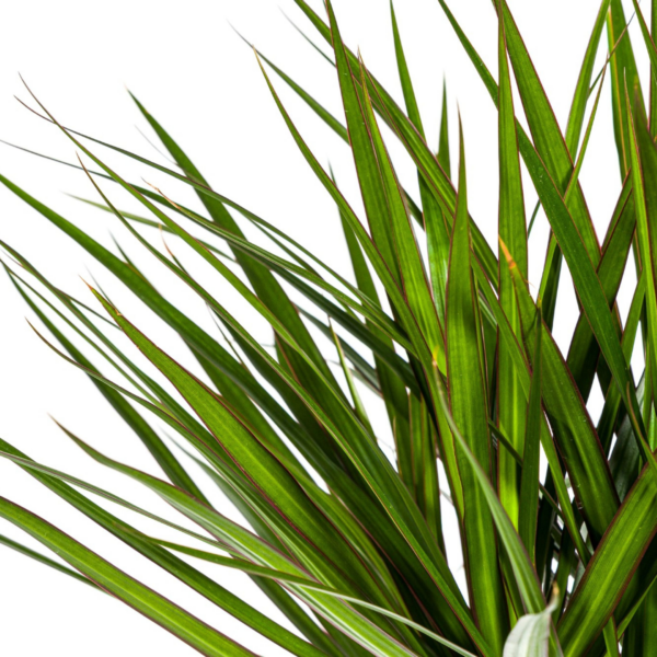 thumbnail_6000-421.png Dracaena Marginata Green