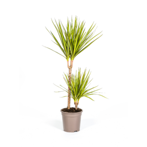 thumbnail_6000-426.png Dracaena Marginata Sunray