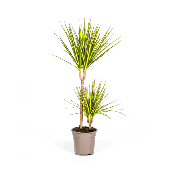 Dracaena Marginata Sunray