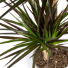 Dracaena Marginata Magenta