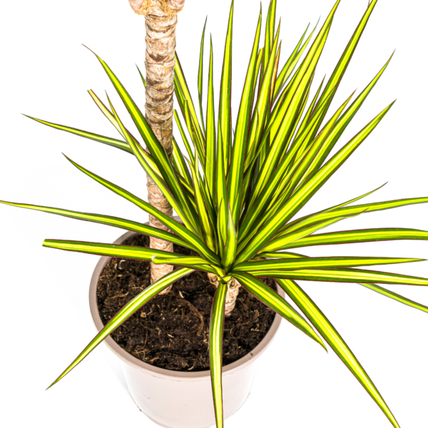 Dracaena Marginata Sunray