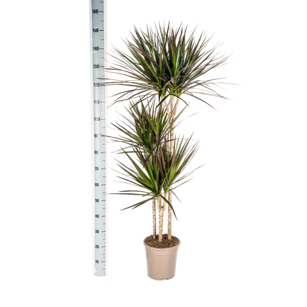thumbnail_6000-433.png Dracaena Marginata Magenta