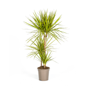 thumbnail_6000-435.png Dracaena Marginata Sunray
