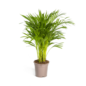 thumbnail_6000-445.png Dypsis Lutescens - Areca Palm - Goudpalm