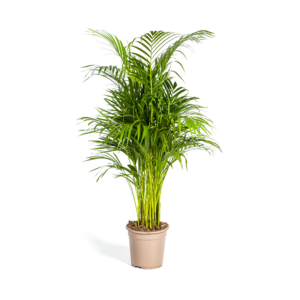 thumbnail_6000-448.png Dypsis Areca Lutescens