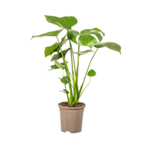 thumbnail_6000-458.png Monstera Deliciosa Tauerii