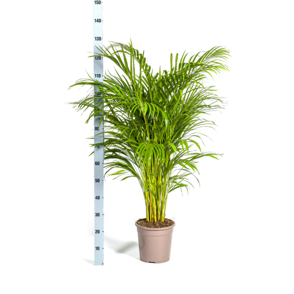 thumbnail_6000-467.png Dypsis lutescens - Areca Palm - Goudpalm