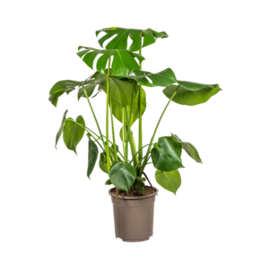 thumbnail_6000-470.png Monstera Deliciosa Tauerii