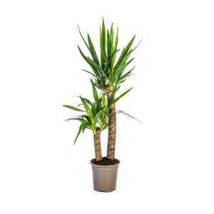 thumbnail_6000-479.png Yucca Elephantipes