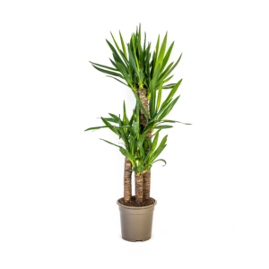 thumbnail_6000-482.png Yucca Elephantipes