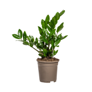 thumbnail_6000-491.png Zamioculcas Zamiifolia