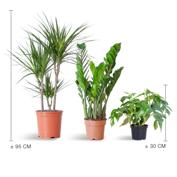 thumbnail_6000-501.png Schaduw Plantenbox - medium - zonder sierpot