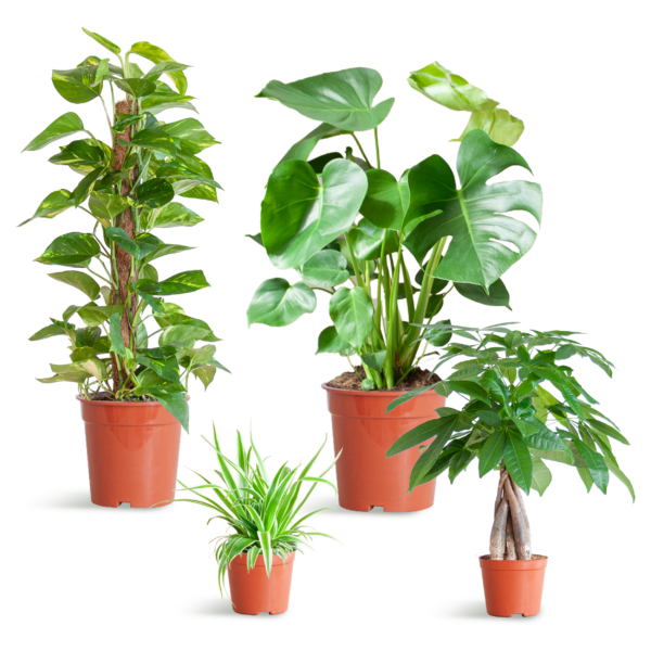 Makkelijke plantenbox - medium - zonder sierpot