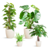 Makkelijke plantenbox - medium - met vibers pot wit
