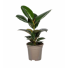 Ficus Elastica Robusta