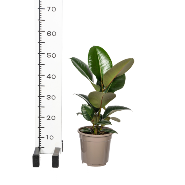 thumbnail_6000-527.png Ficus Elastica Robusta