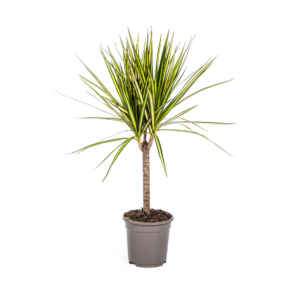 thumbnail_6000-531.png Dracaena Marginata Sunray