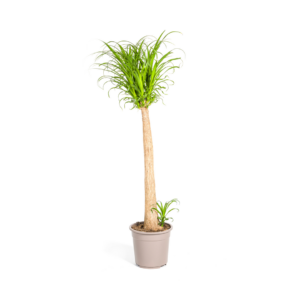 thumbnail_6000-76.png Beaucarnea Recurvata Stam