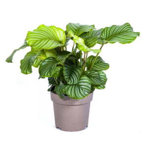 thumbnail_6000-84.png Calathea Orbifolia
