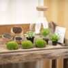 Terrarium - Sam XL met LED