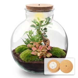 thumbnail_6000-887.jpg Terrarium Bolder Bob Bonsai met Led verlichting in kurk