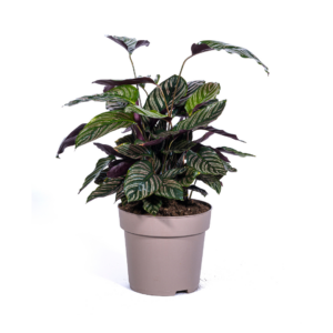 thumbnail_6000-89.png Calathea Ornata Sanderiana