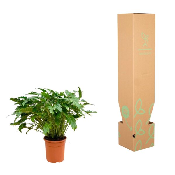 thumbnail_6000-910.jpg Philodendron Xanadu