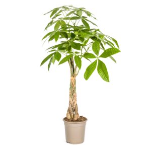 thumbnail_6000-920.jpg Pachira Aquatica