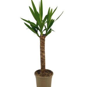 thumbnail_6000-940.jpg Yucca Elephantipes