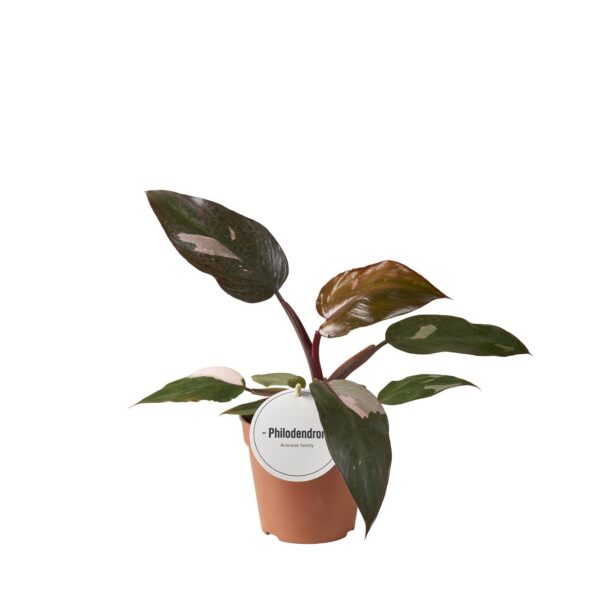 thumbnail_6000-1810.jpg Philodendron Burgundy Princess
