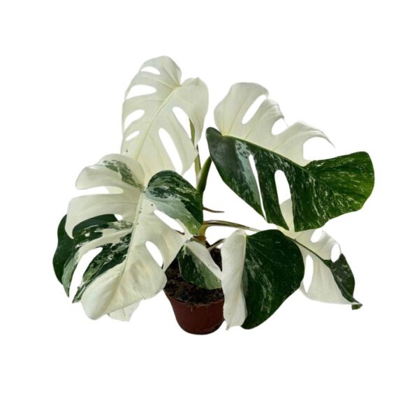 thumbnail_6000-1819.jpg Monstera Deliciosa Variegata - Super White