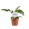 Philodendron White Princess