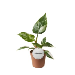 thumbnail_6000-1822.jpg Philodendron White Princess