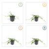 Vinca minor 'Alba' | 12 stuks